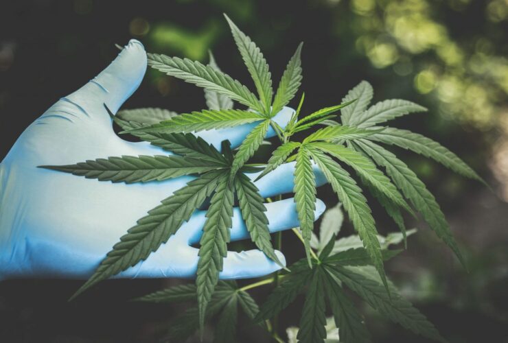 Image of a person holding a cannabis leaf
