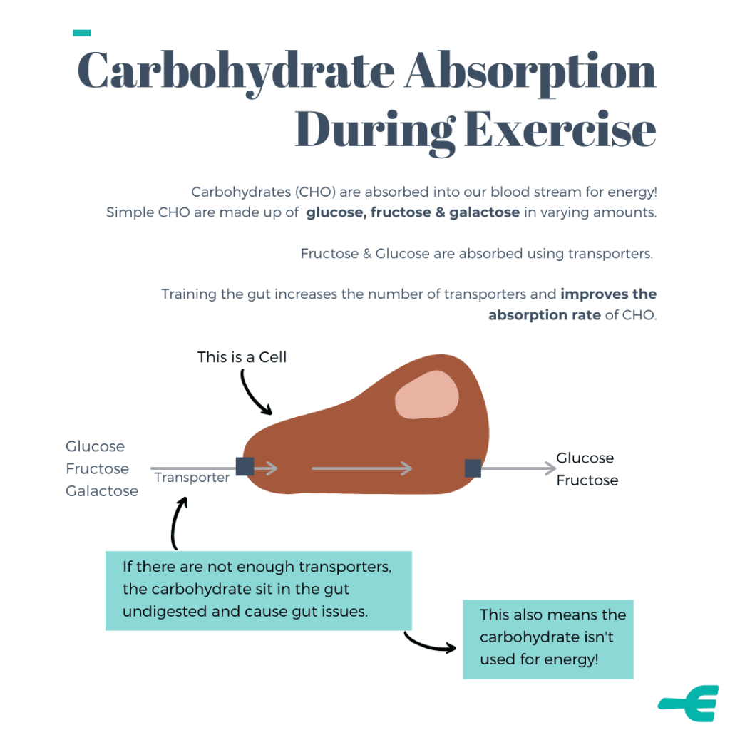 Carbohydrate absorption during exercise is due to transporters. Transporters move carbohydrate from the stomach, into the blood stream to be used for energy.